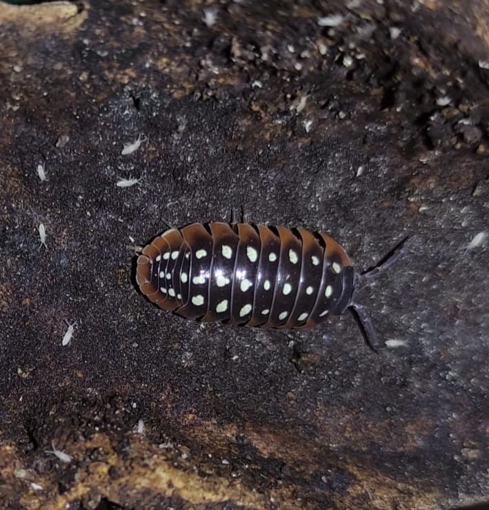 Armadillidium klugii