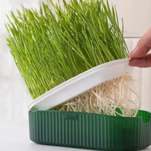 GERMINADOR CON SEMILLAS