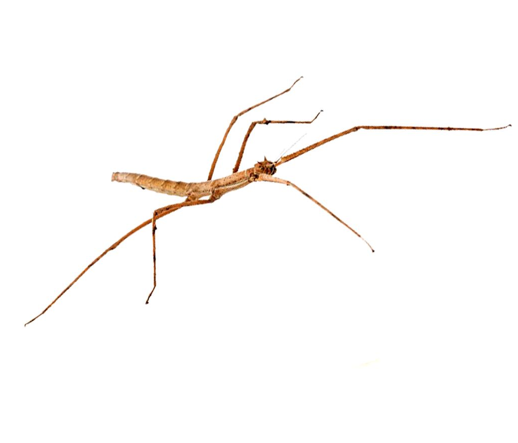 Insecto palo (Medauroidea extradentata)
