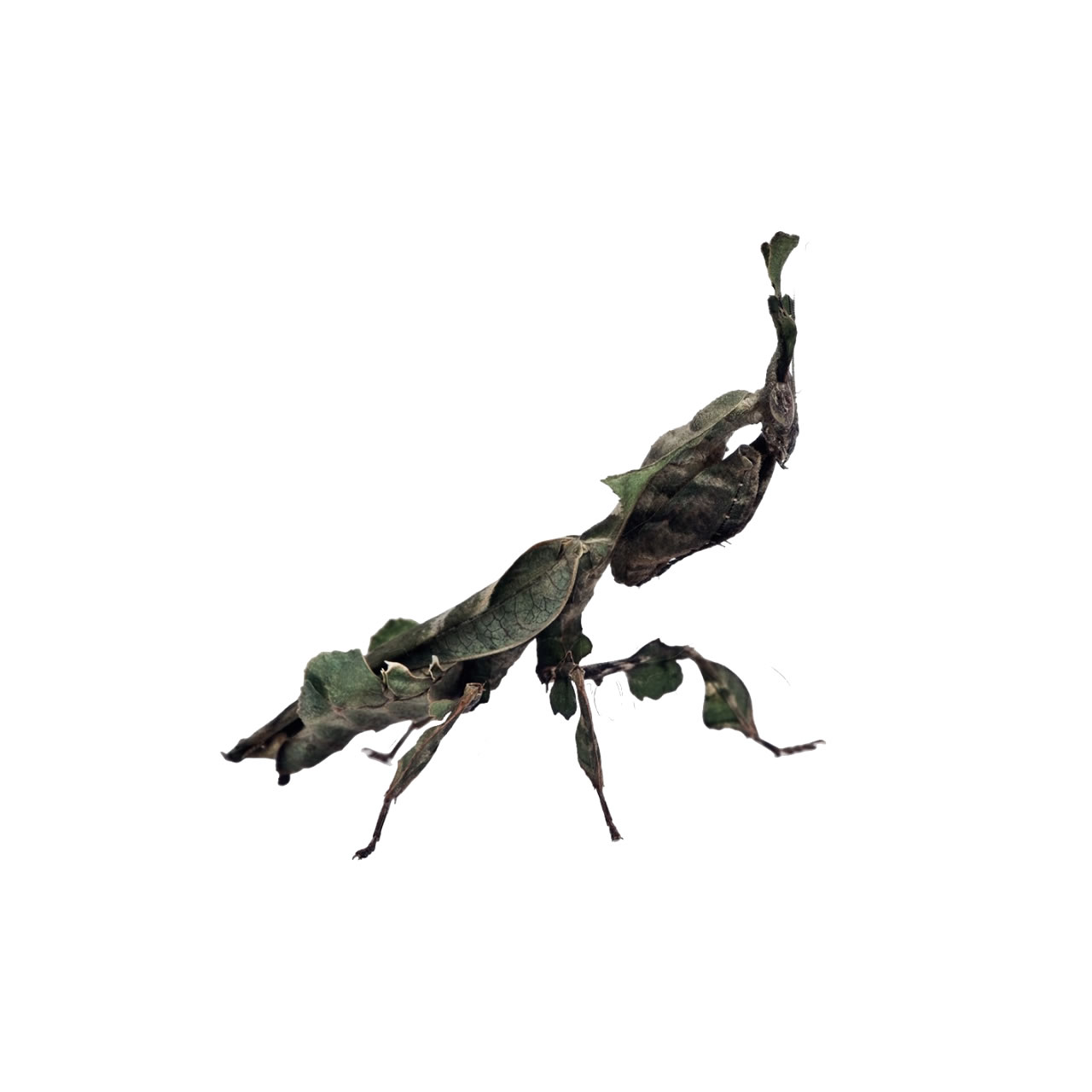 Phyllocrania paradoxa