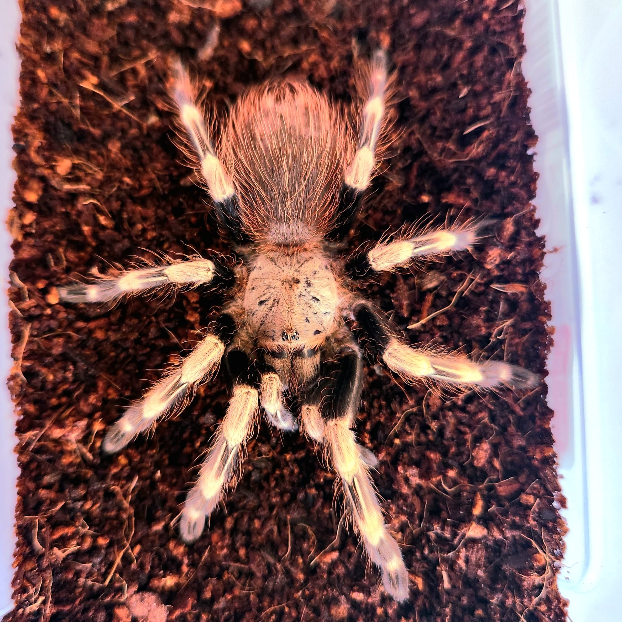 Vitalius chromatus (ex Nhandu chromatus)