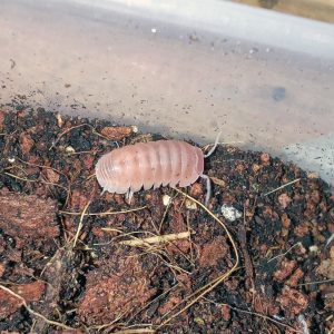 Armadillo officinalis “Pink”