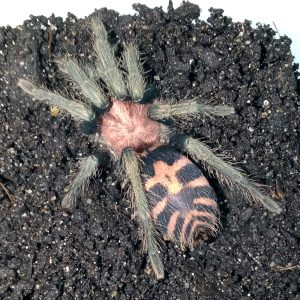 Davus pentaloris