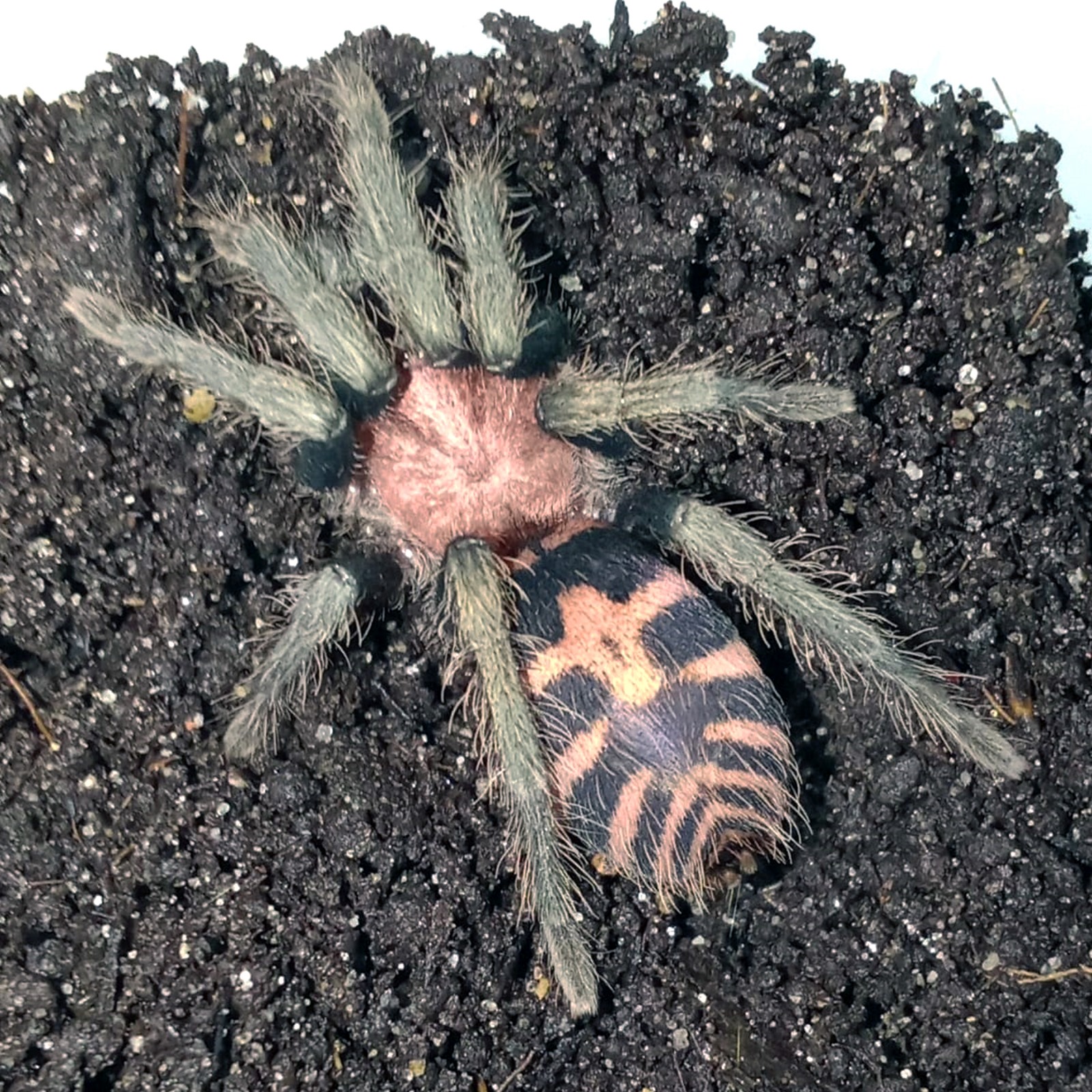 Davus pentaloris