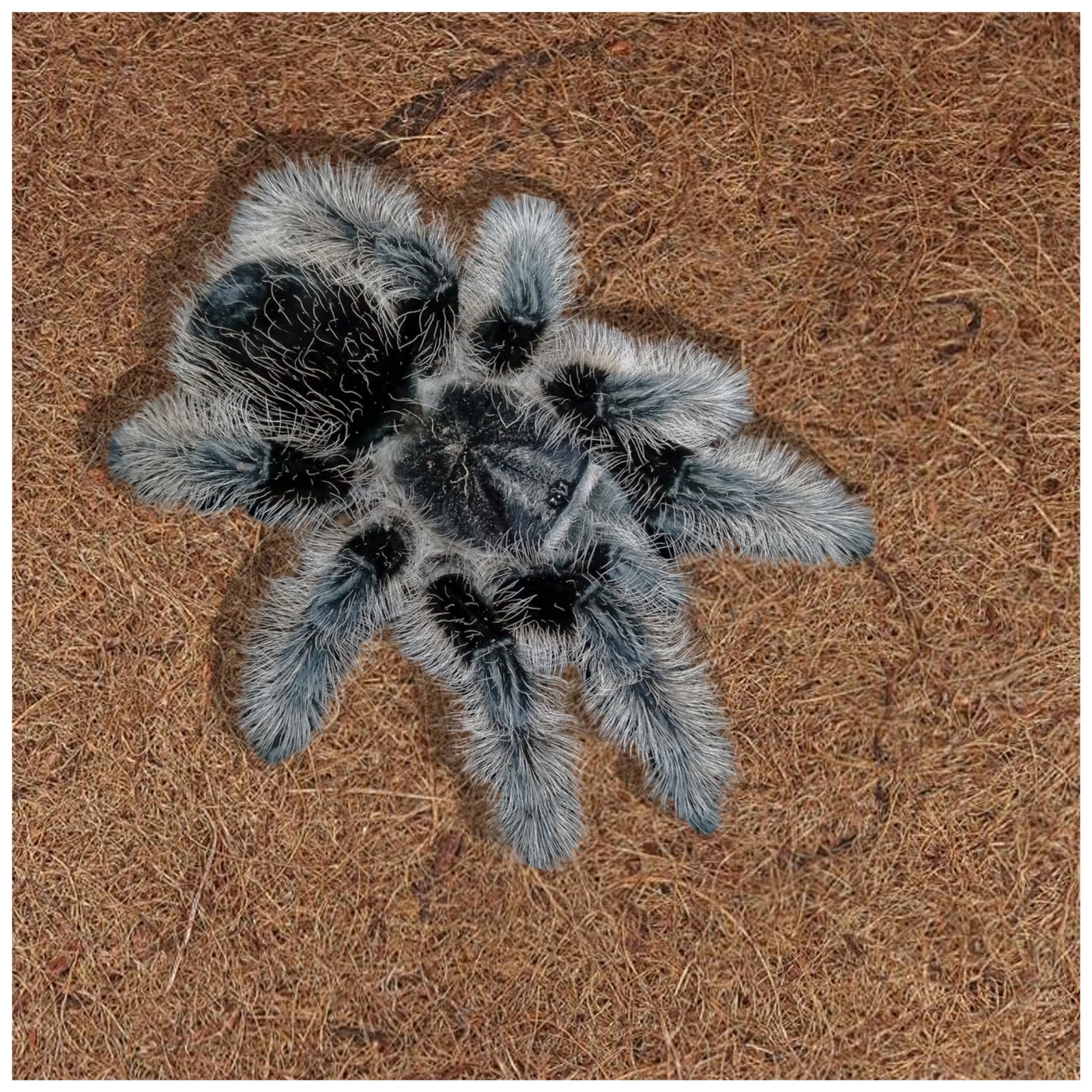 Tliltocatl albopilosum - Imagen 2